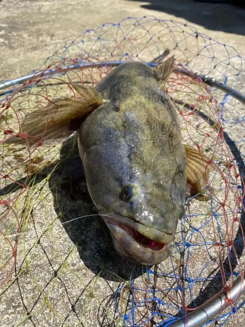 泰国笋壳鱼新鱼上市,笋壳鱼微跌1元/斤!