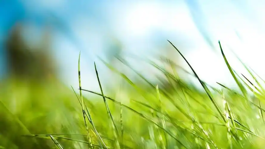 走过绿意小清新绿色1920*1080高清壁纸