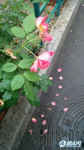 雨落花