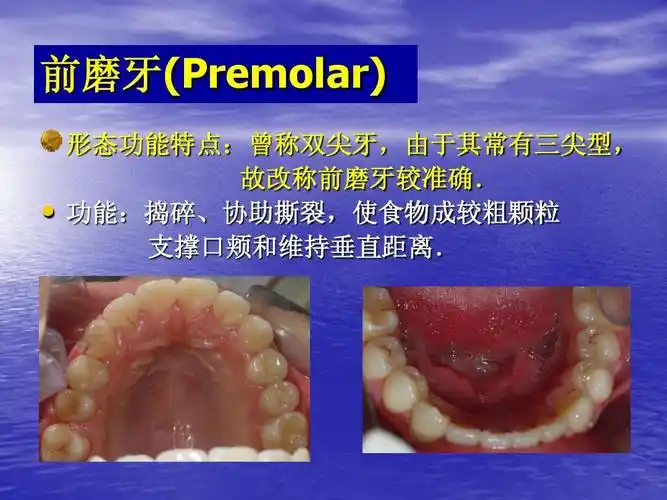 前磨牙外形
