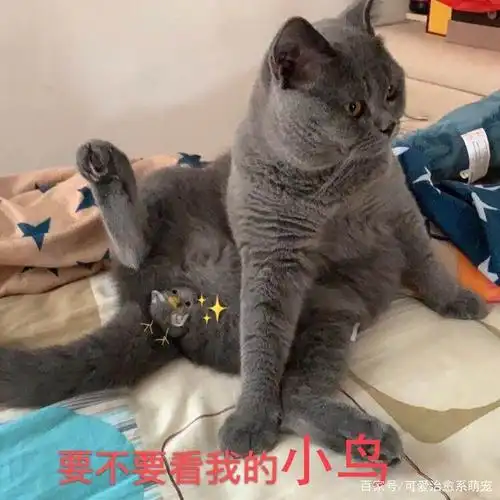 一组撩人的猫咪表情包,撒娇专用!火速收藏