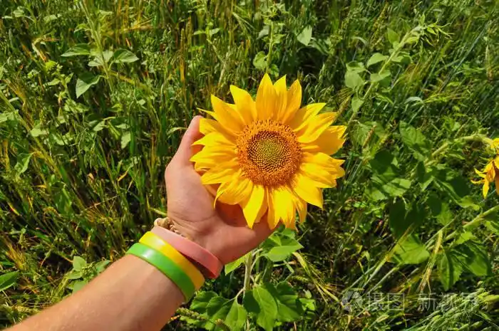向日葵在一只手自然的乡村景色