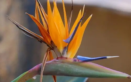 天堂鸟花唯美摄影电脑桌面壁纸图片下载高清大图预览1920×1200_植物