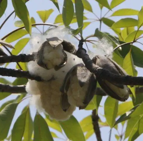 木棉絮飞似雪飘有人欢喜有人愁