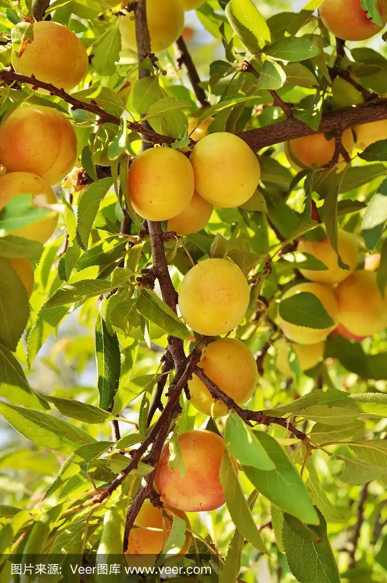 结满果实的梅树