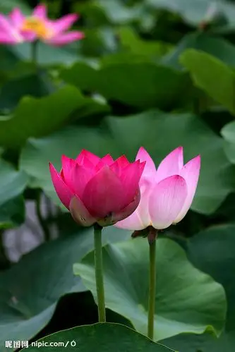 纯善之心净如莲,佛教网