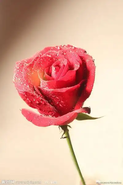 一支玫瑰花图片唯美意境 - 花百科