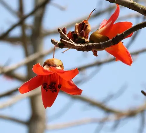 校园那株木棉树