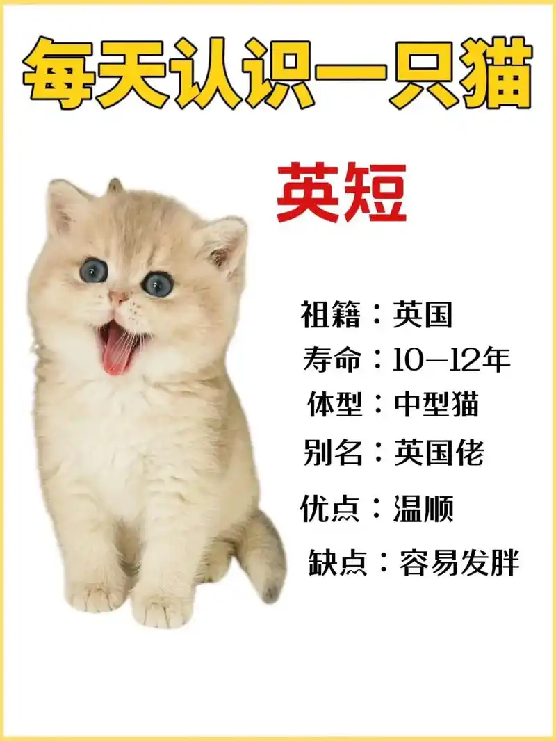 每天认识一只猫——英短
