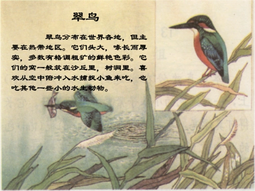 新课标人教版语文三年级下册《翠鸟》课件.ppt