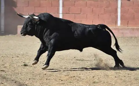 西班牙公牛在斗牛照片