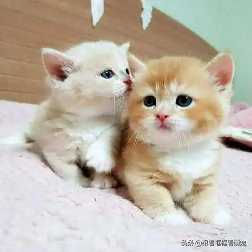 我太喜欢这只橘猫了萌死我了