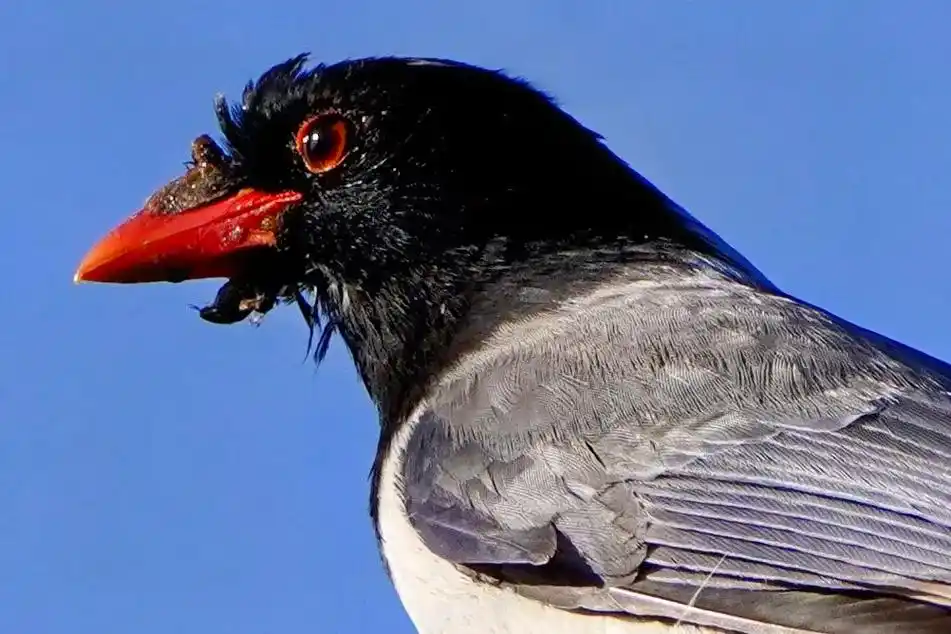 红嘴蓝雀.#野生鸟类摄影 #拍鸟 #摄影作品 #我的摄影 - 抖音