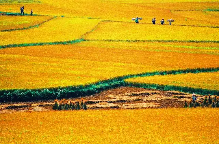 秋收时节,大地一片丰收景象.