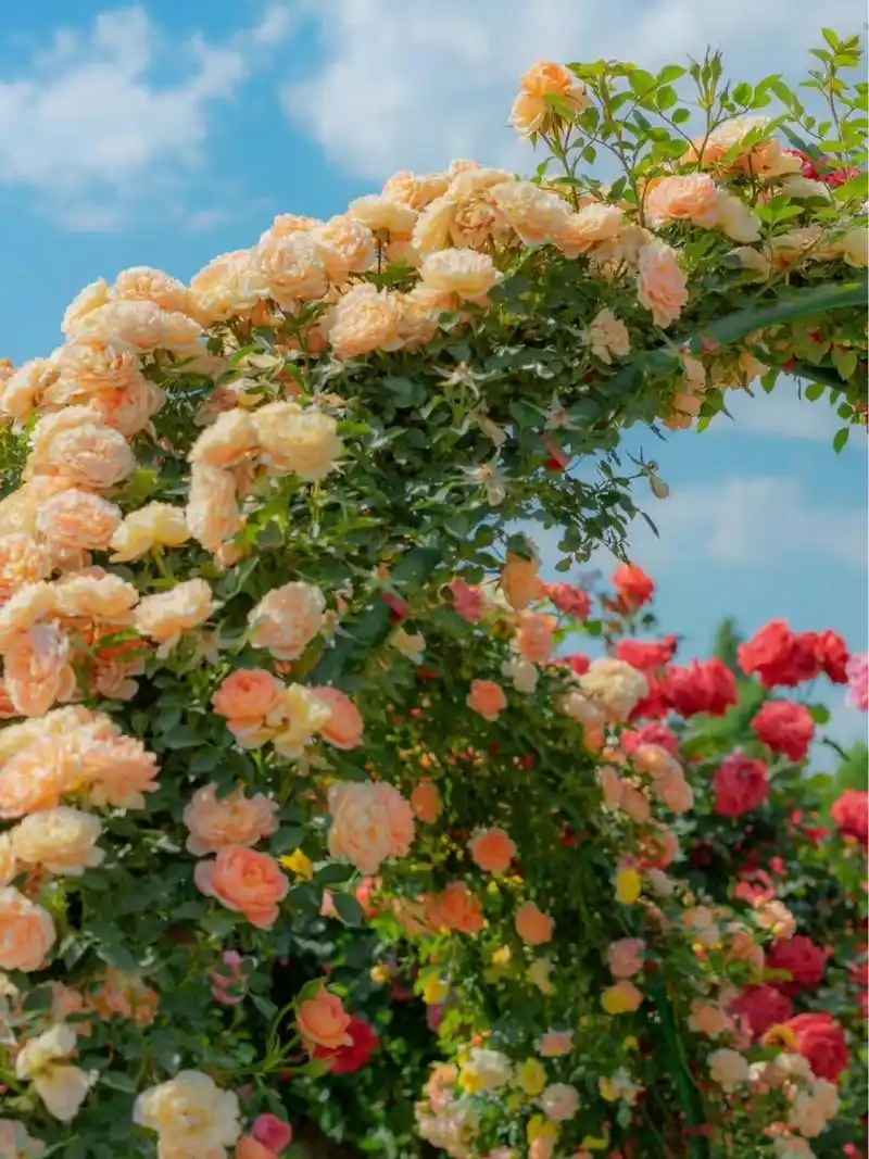 960_1280竖版 竖屏