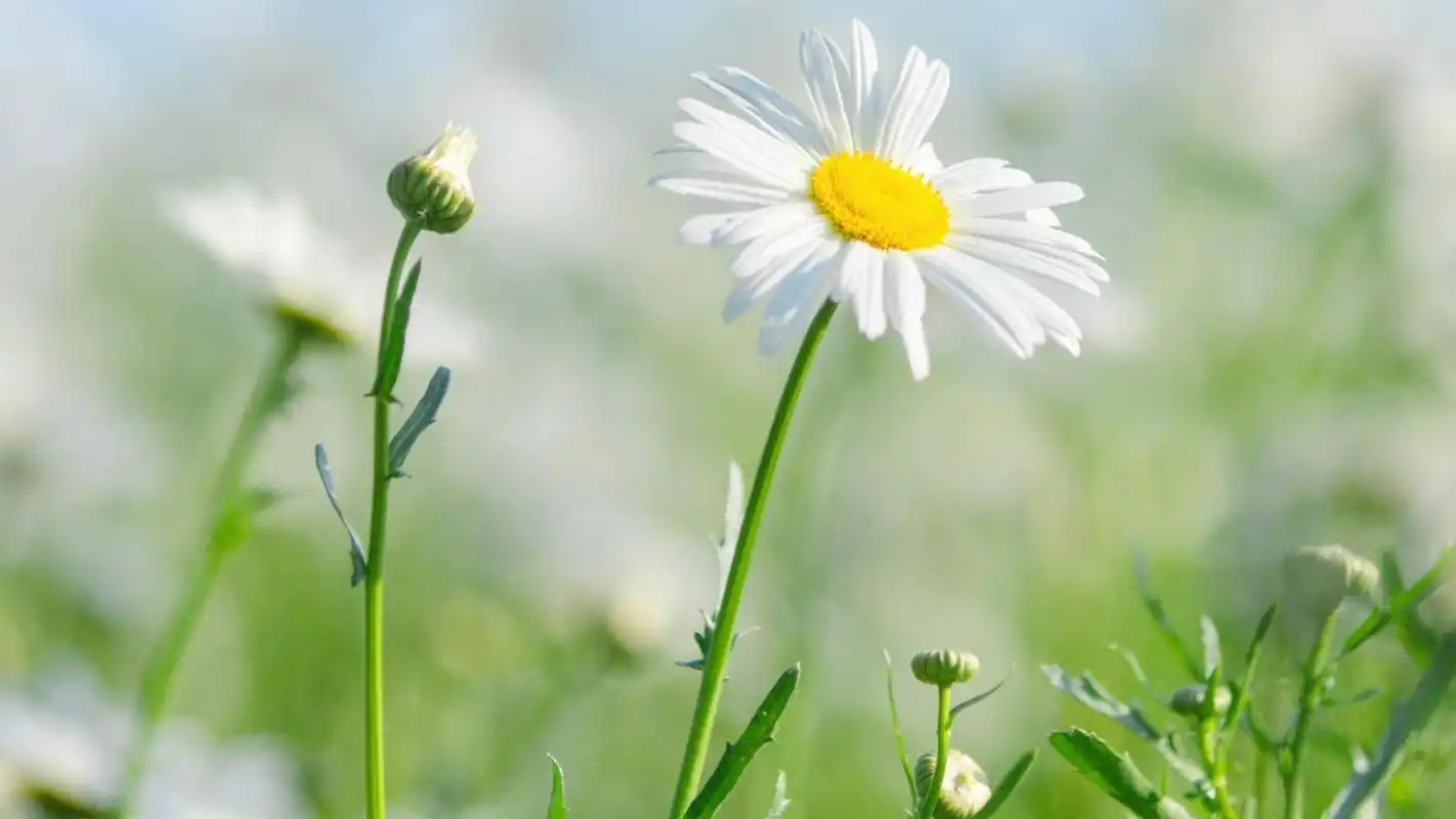 电脑壁纸 花卉 鲜花 清新淡雅的雏菊