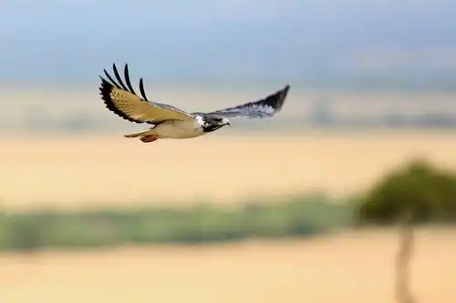 非洲,猛禽,飞,高处,我们,头部,自然,栖息地,鸟,天空,非洲野生动植物