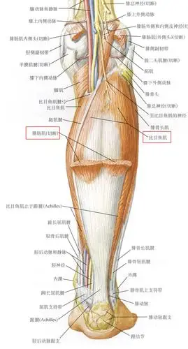 三, 小腿至踝部肌肉