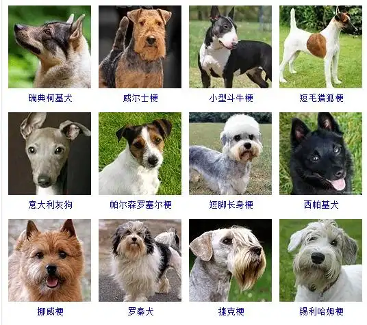 小型犬有些什么种类呢?