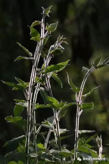 科普不平凡的植物白毛藤