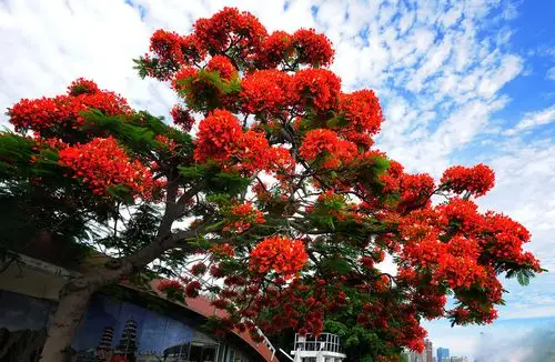 1/10凤凰木,取名于"叶如飞凰之羽,花若丹凤之冠",别名金凤花,红花楹树