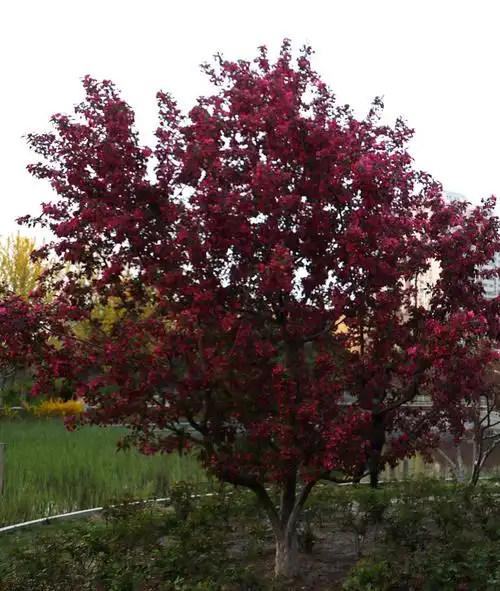 红海棠树.