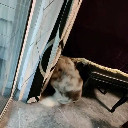 边牧怀孕第64天