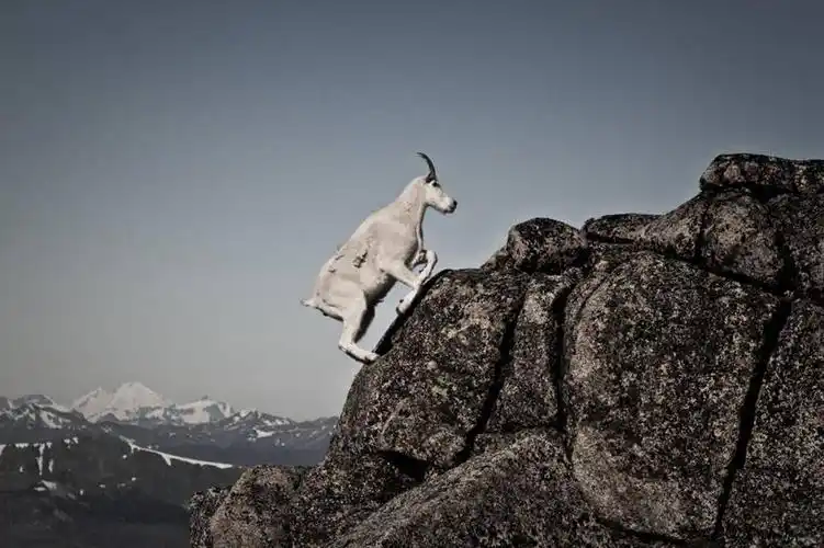 白天,山,雪山,加拿大,自然,家畜,摄影,上升,岩层,万里无云,野生白山羊