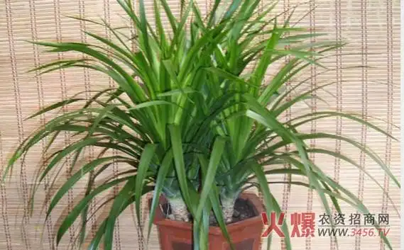 龙须兰怎么养,龙须兰的养殖方法和注意事项