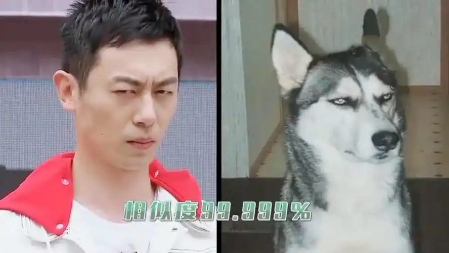 加长:朱亚文哈士奇三连拍