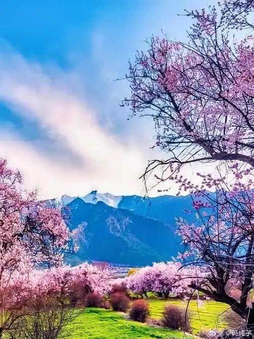 春风拂面,花瓣轻舞,十里桃花长廊宛如仙境 ,缤纷色彩映照着清澈溪流.