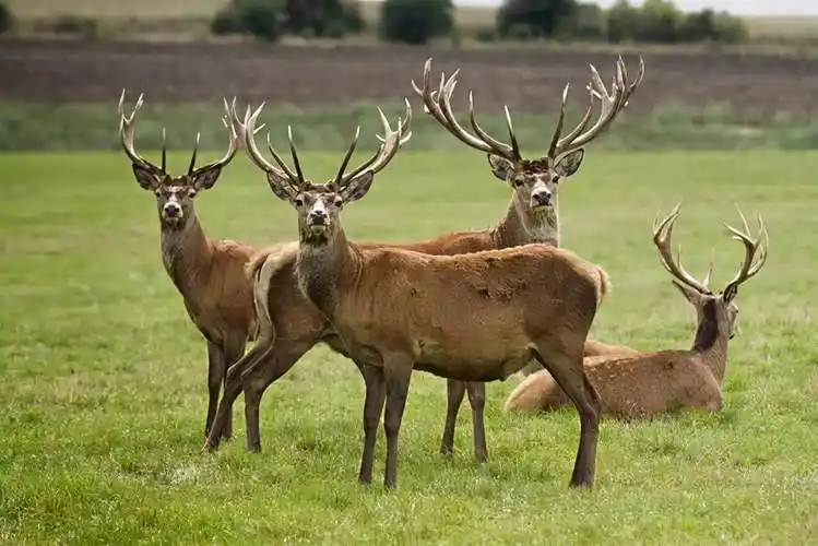 原创新麓新疆鹿场带你近距离观看美丽的马鹿