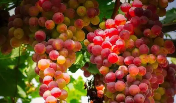 服用降糖药期间,不能吃橘子?告诫:吃降糖药两种水果请