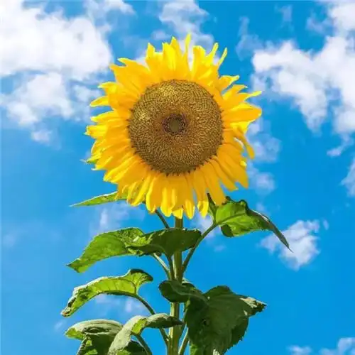 高清能带来好运的微信头像大全2021图片