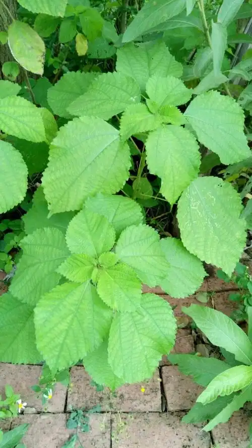 苎麻:亚灌木或灌木,叶互生,叶片草质,托叶分生,钻状披针形.