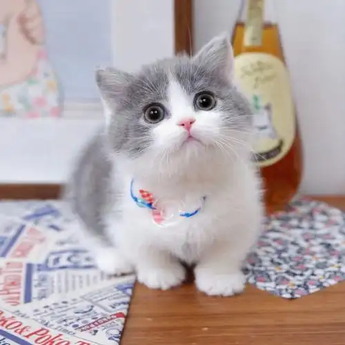 英短蓝白蓝猫金银渐层乳白曼基康矮脚猫咪幼猫幼崽活体活物宠物猫