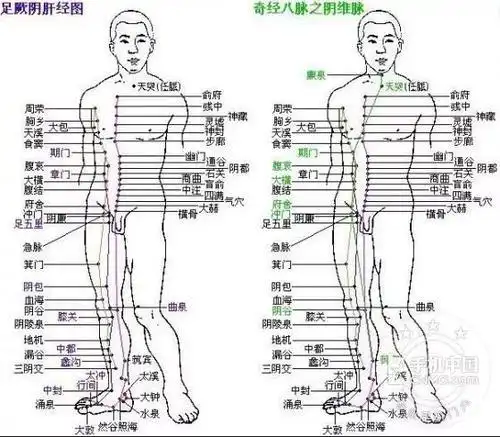 大腿根部是哪里图片💛巧艺网
