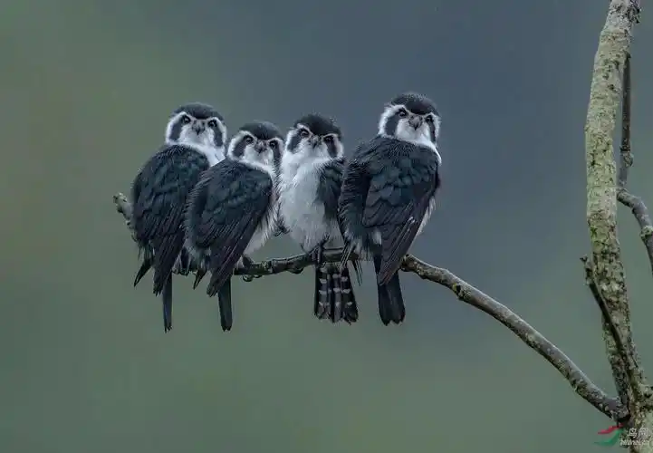 自然界中黑白色系的动物黑白相间的动物