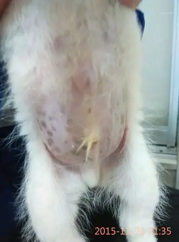 我家萨摩耶狗狗肚子上的那个肉柁柁是什么?