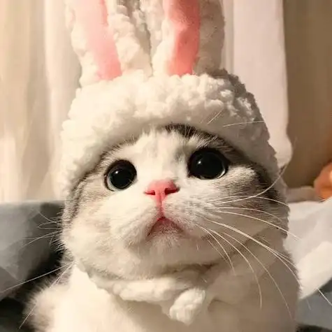 兔子熊情头泡芙猫猫超可爱头像少女心