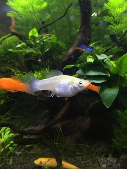 大家帮看看白玛丽是不是怀孕了