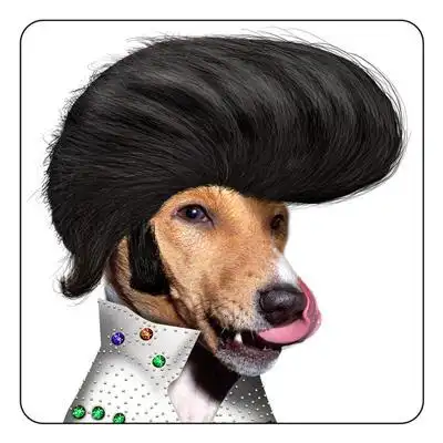 elvis presley (猫王)