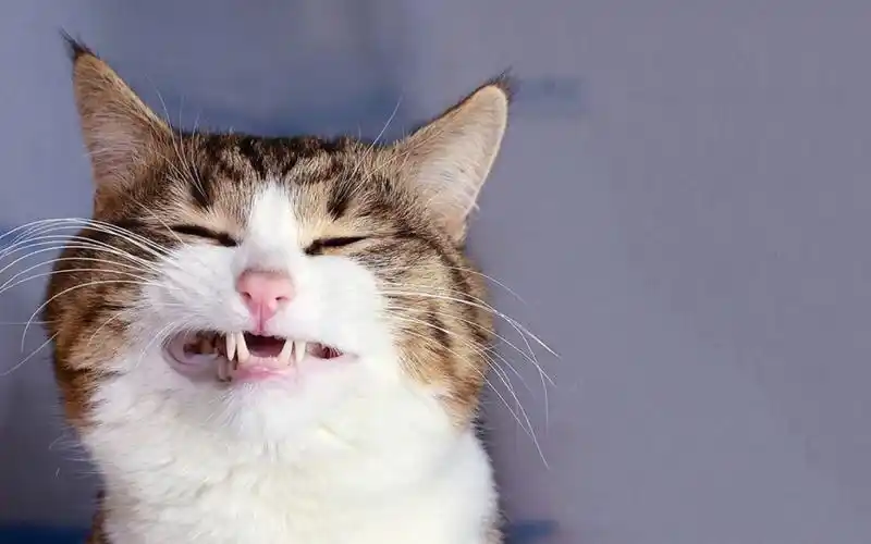 可爱猫咪搞笑表情