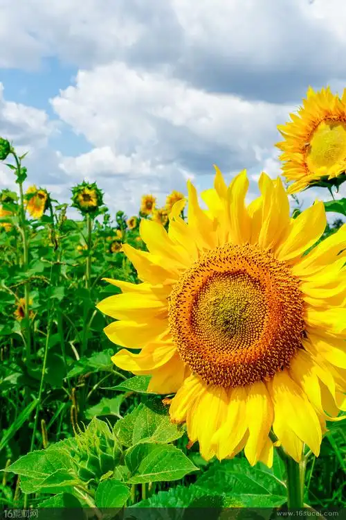 蓝天白云向日葵葵园花朵绿叶植物花卉美丽农作物种植园大自然风景美景