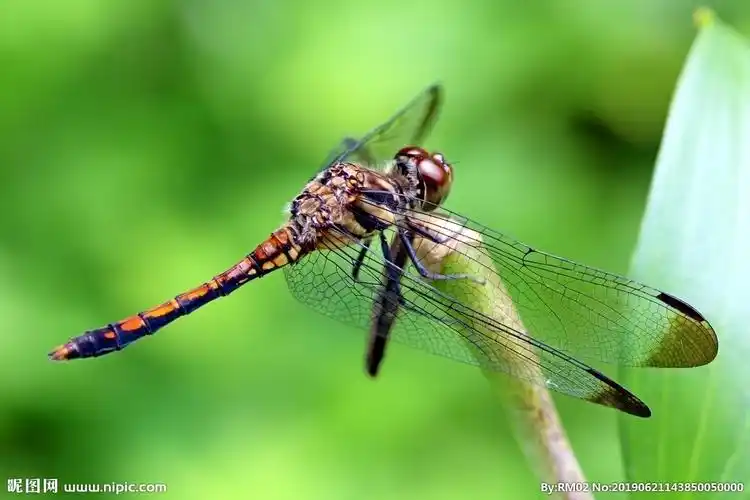 蜻蜓图片