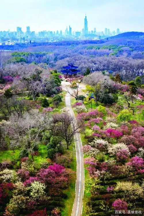 南京梅花山的梅花迎春绽放,梅花山景色优美