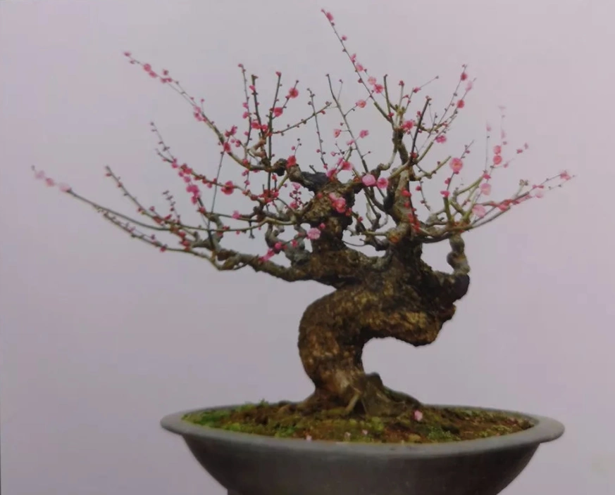 梅花盆景的造型种类及制作过程