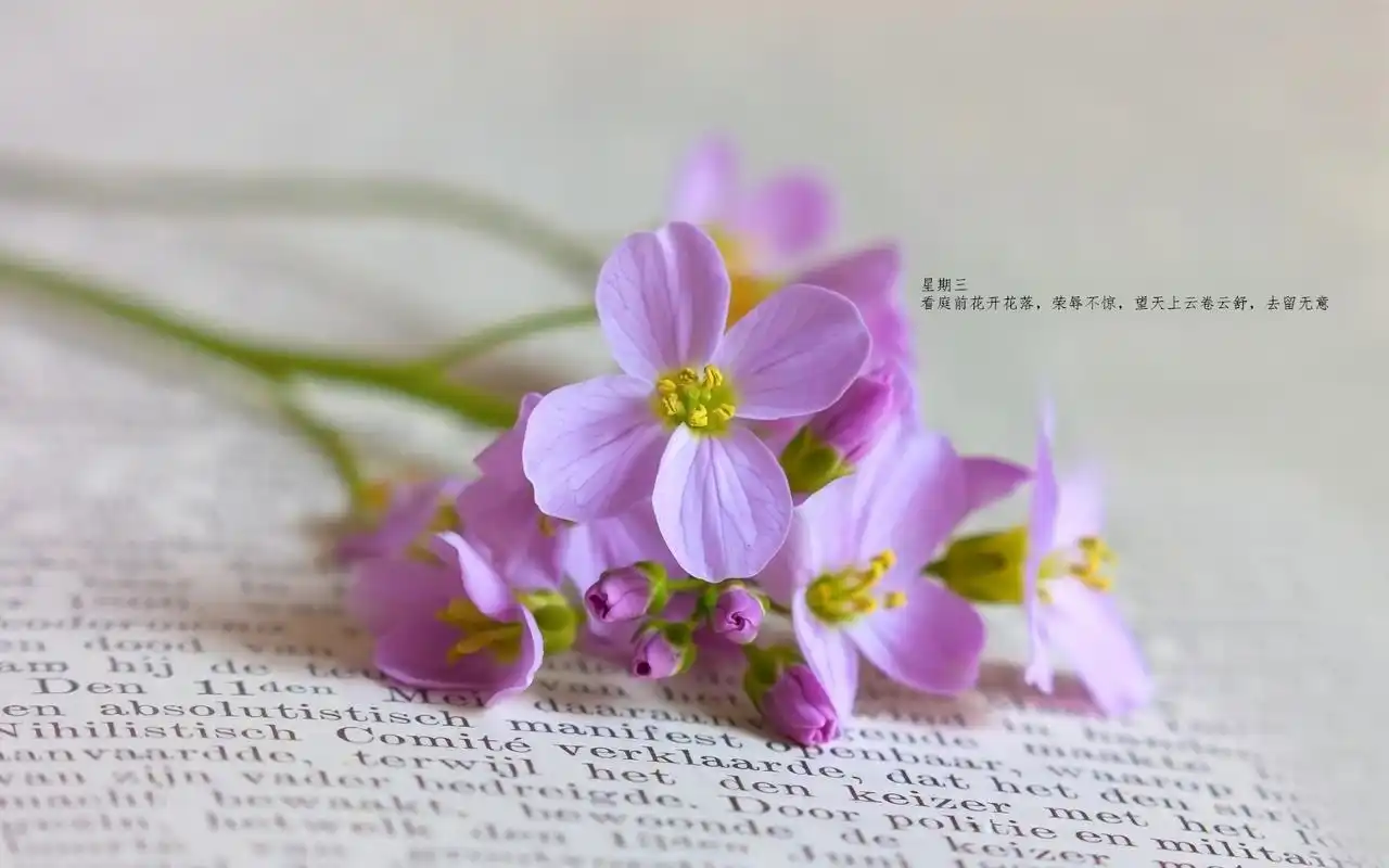 每日心语唯美治愈系文字语录绿色植物护眼壁纸高清下载