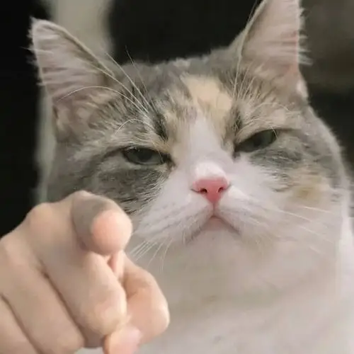 求猫猫狗狗指着你的表情包