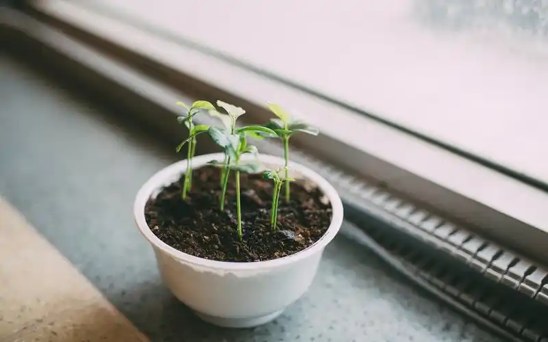 小盆栽,植物,窗外,安静,penguinkao,心情,静谧安然躲在某一个时间壁纸